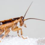 Cucaracha-comiendo-acido-borico