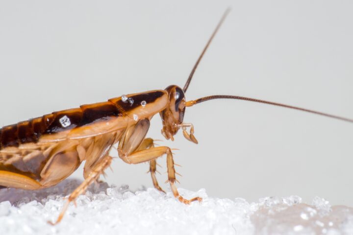 Cucaracha-comiendo-acido-borico
