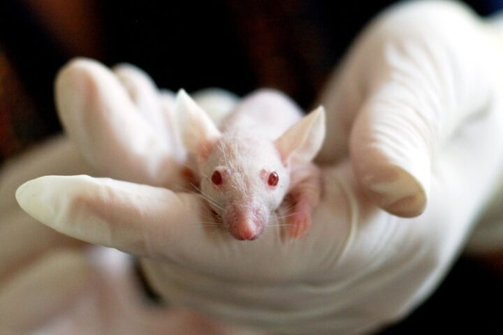 mano-con-guante-ratón-asomado