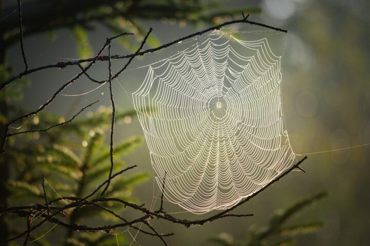 Tela de araña