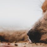 perro y hormigas en fotografia