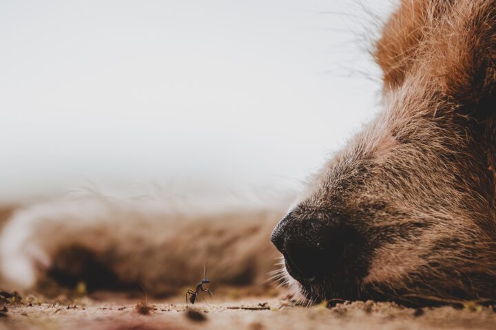 perro y hormigas en fotografia