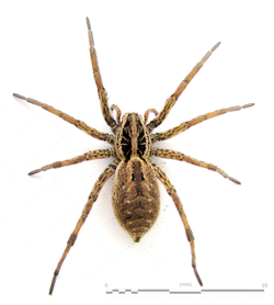 Araña lobo Hogna radiata en Canarias