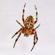 Araña de jardín Araneus diadematus