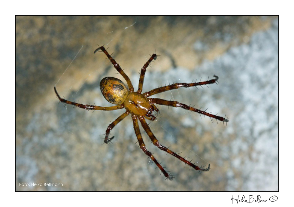 Araña Meta menardi