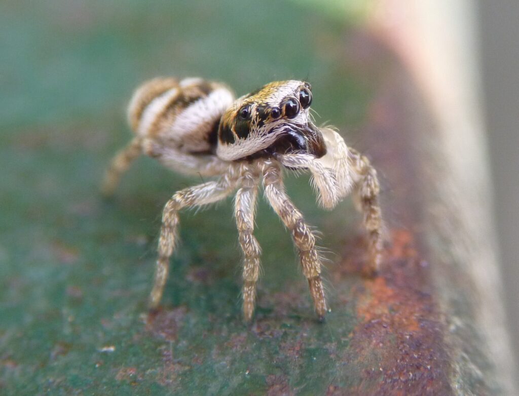 Araña saltadora Salticus scenicus