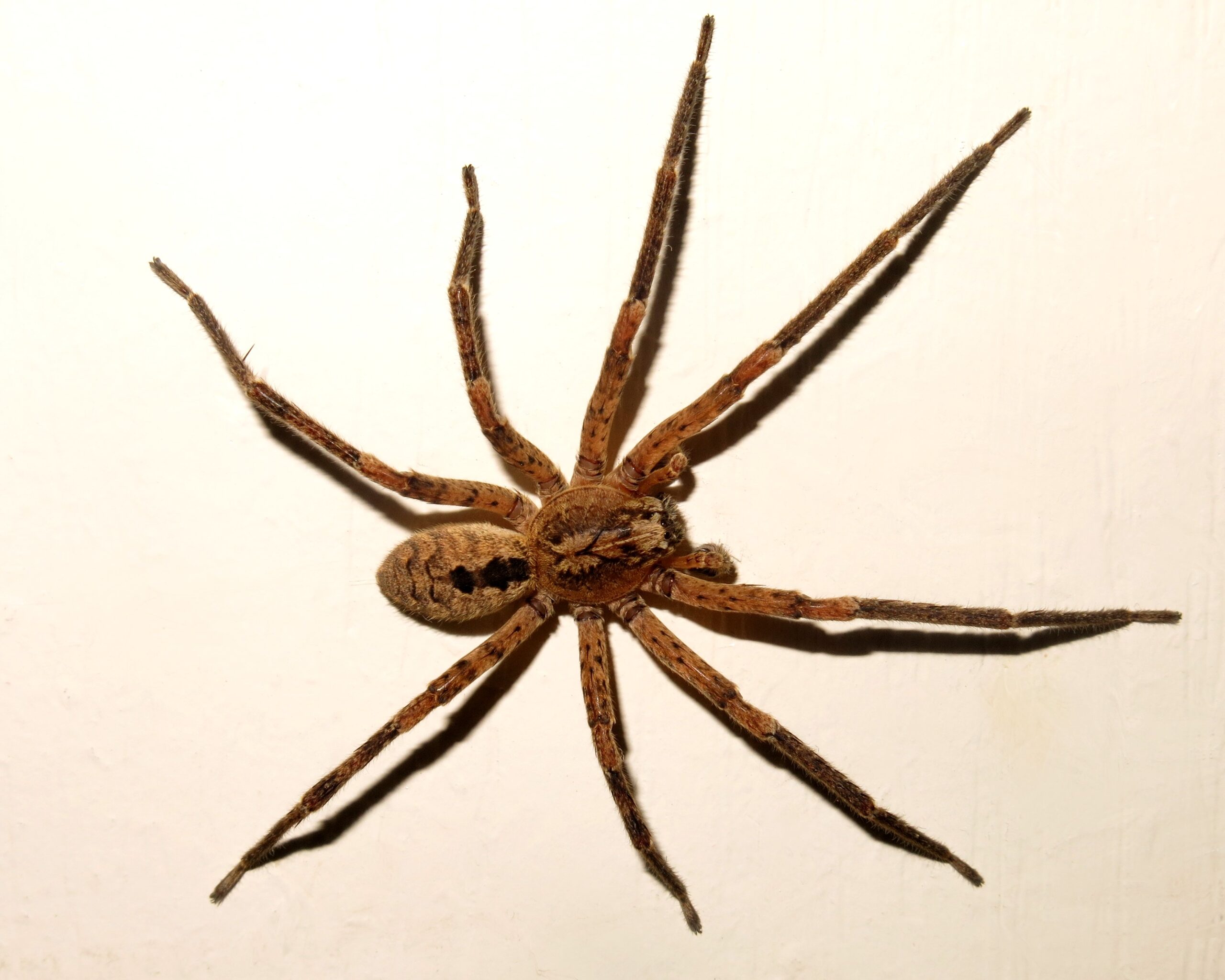 Araña cazadora Zoropsis spinimana en Canarias