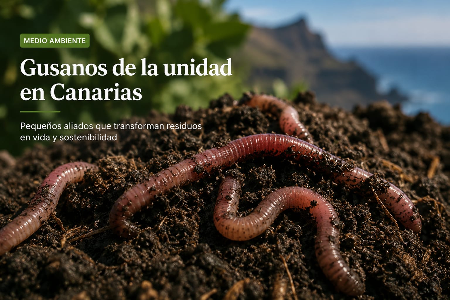 Gusanos de la humedad en Canarias