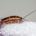 german cockroach feeding on sugar