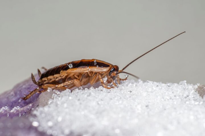 german cockroach feeding on sugar