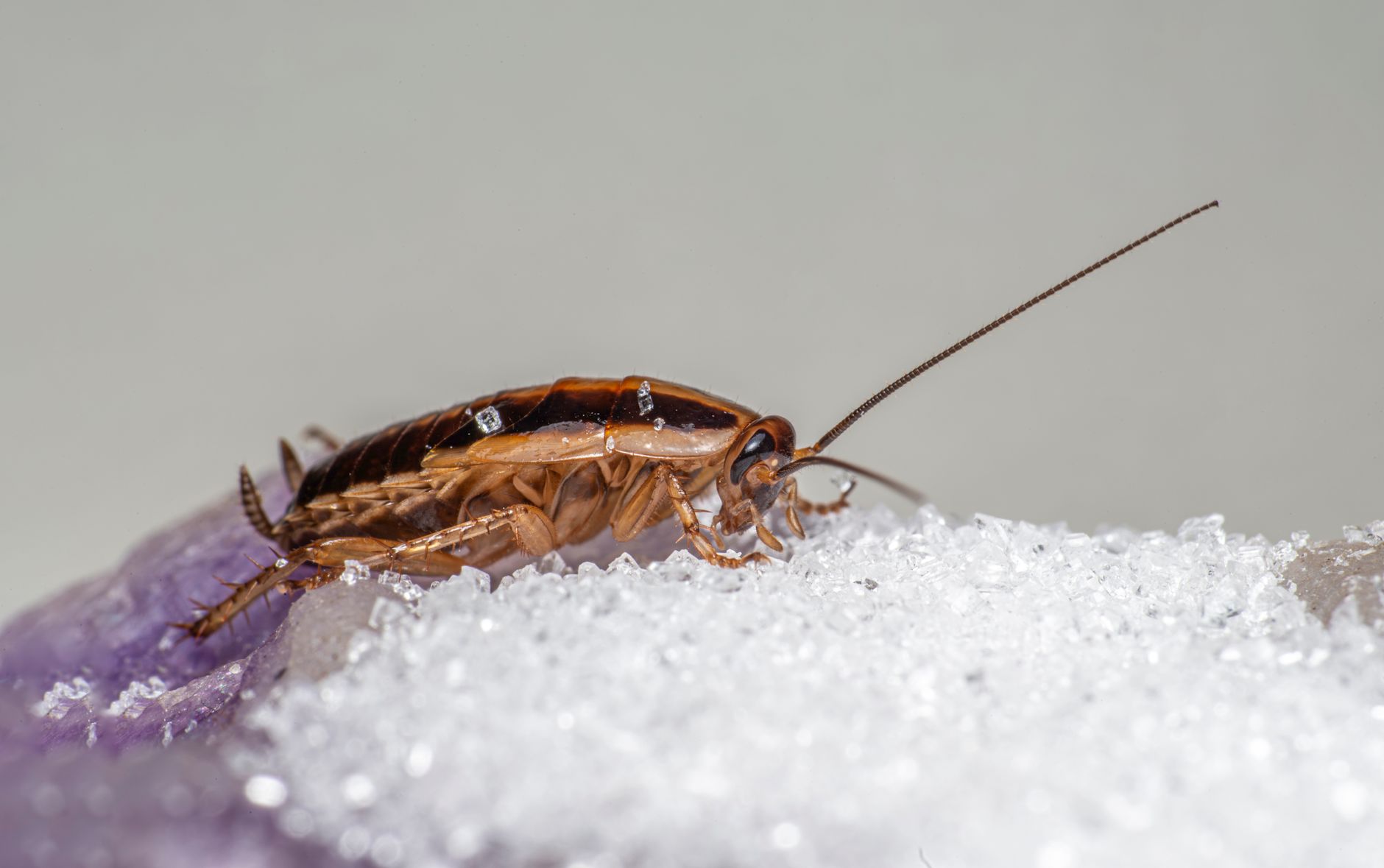 german cockroach feeding on sugar