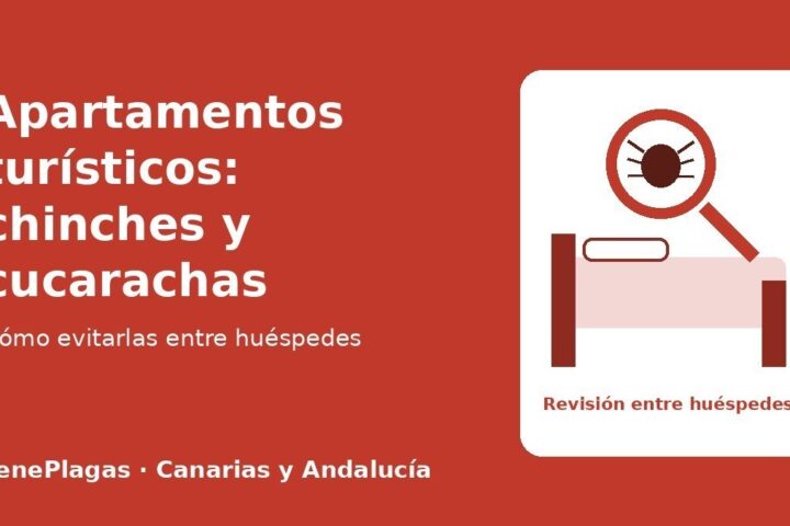 Revisión de chinches y cucarachas en un apartamento turístico entre huéspedes - TenePlagas