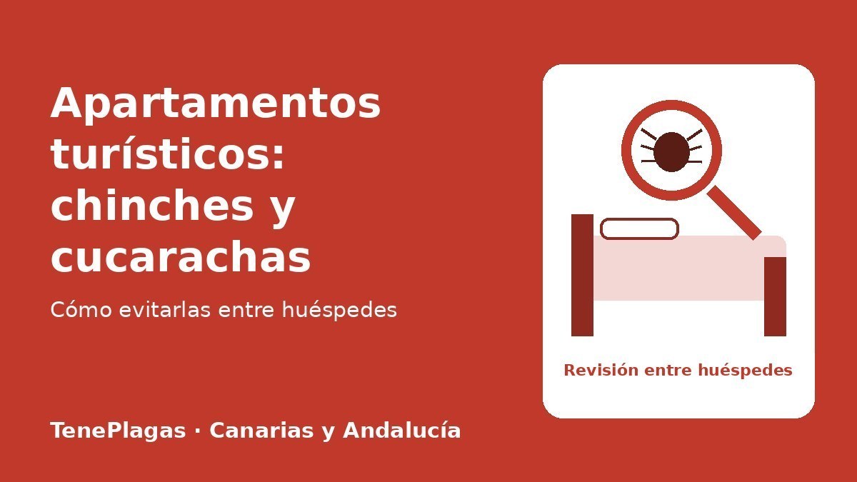 Revisión de chinches y cucarachas en un apartamento turístico entre huéspedes - TenePlagas