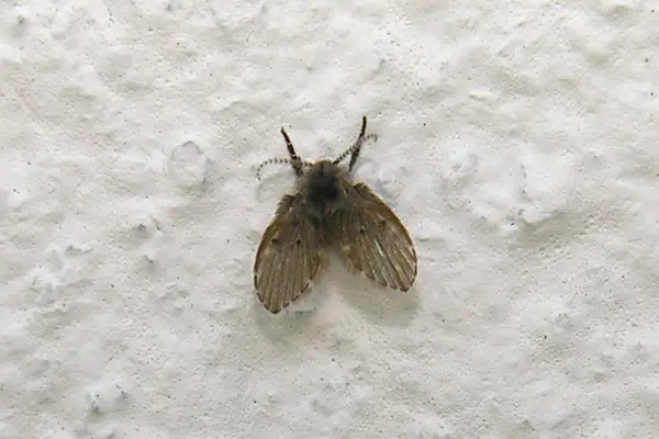 Mosca de desagüe (Psychodidae) posada en una pared