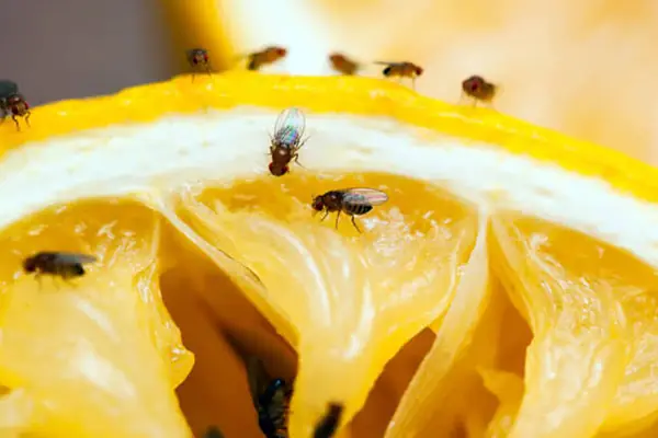 Mosca de la fruta (Drosophila) sobre un limón