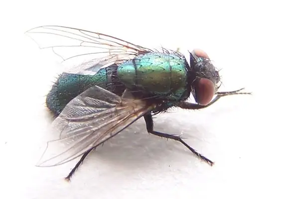 Moscarda verde (Lucilia) de brillo metálico