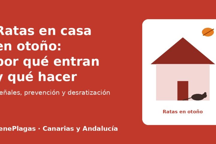 Ratas en casa en otoño: por qué entran y cómo evitarlas - TenePlagas
