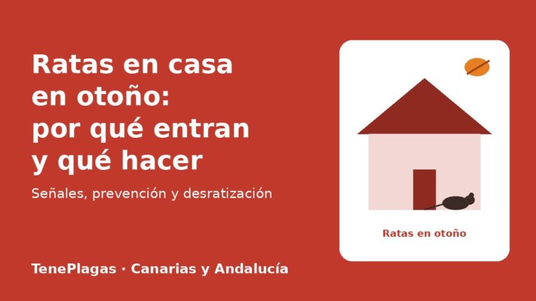 Ratas en casa en otoño: por qué entran y cómo evitarlas - TenePlagas